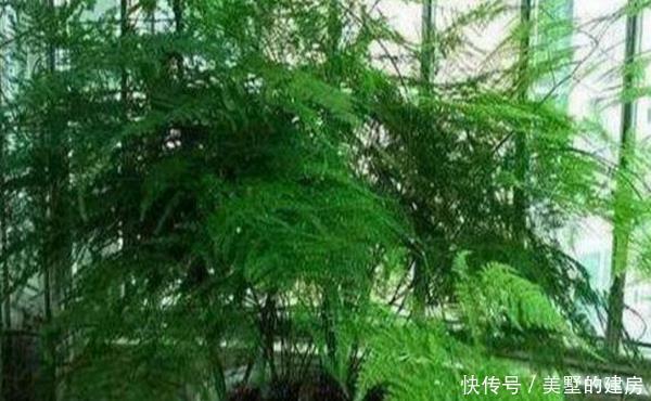 盆栽文竹和吊兰,盆里加勺“它”,10天用一次效果惊掉下巴