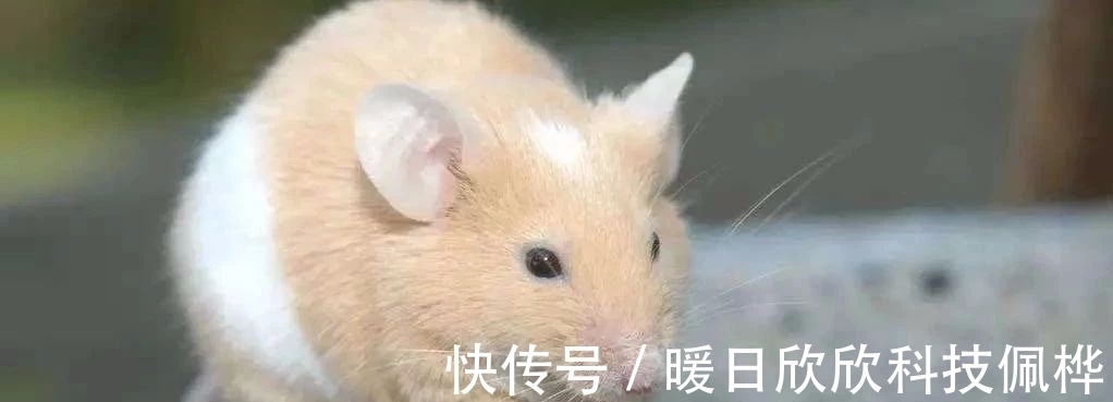 农历|生肖鼠：哪个月出生的属鼠人，一生淡泊名利，反而福气满满，十鼠九贵！