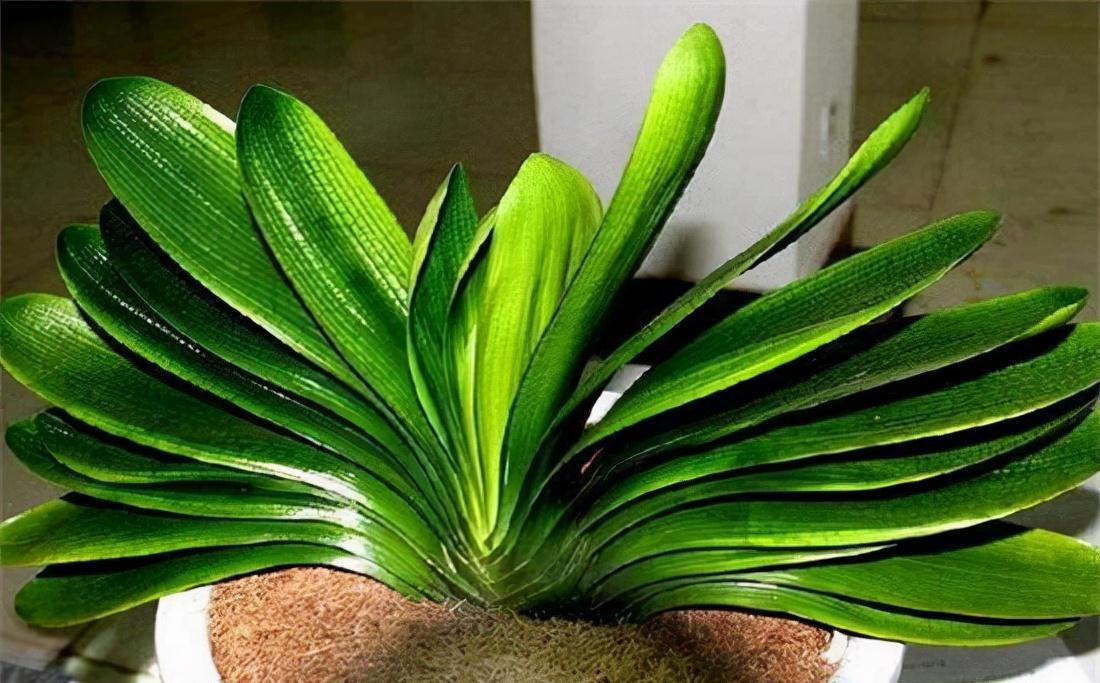 6种花“很吉祥”,建议养在卧室客厅,好看好养,还可当年宵花