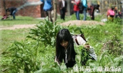野菜|被日本人奉为“长寿菜”,我国每个城市都有,却没人喜欢吃