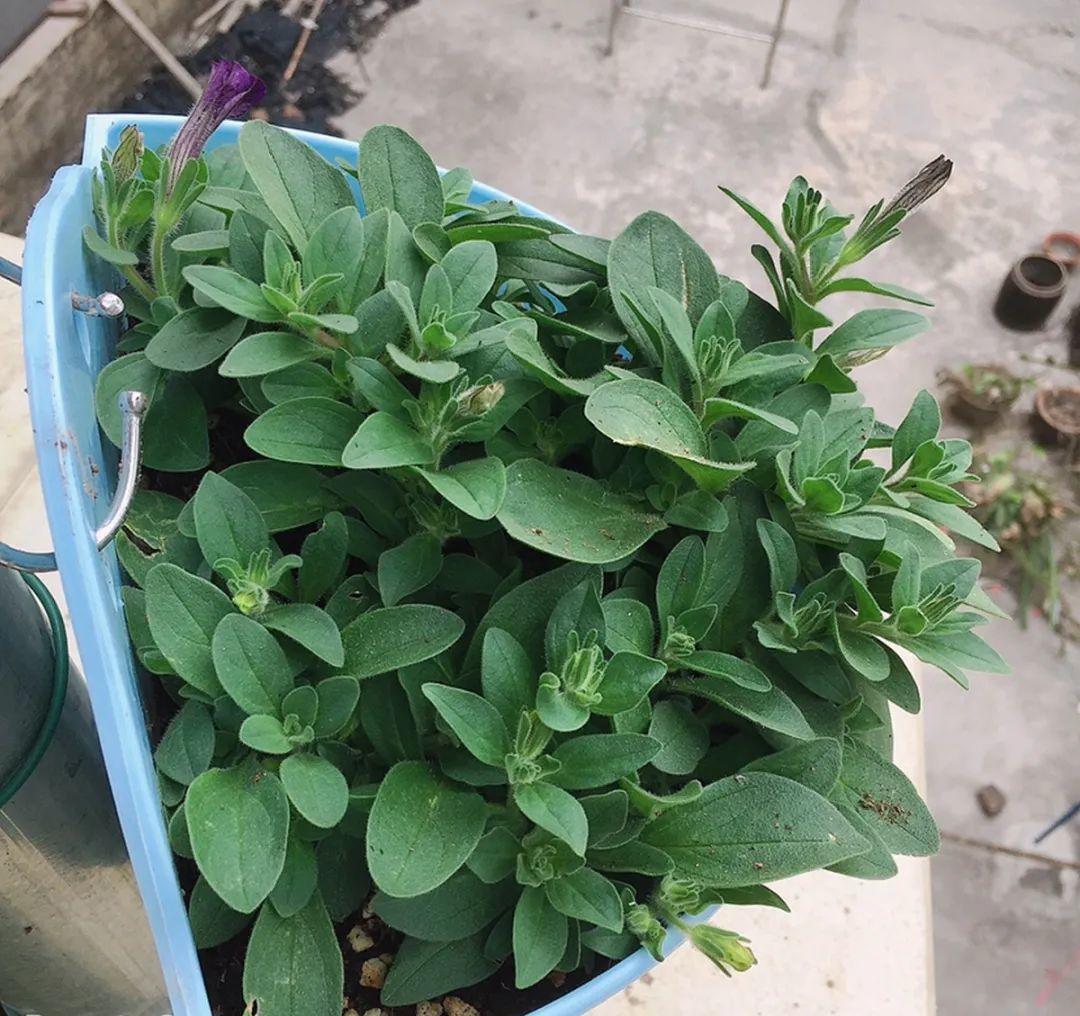 种花|8种花赶紧剃头,剃得越狠,开花越多