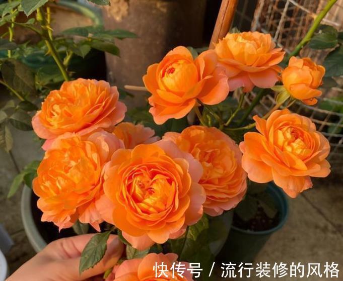 阳台只养3种花,开花久花量大,秋天掐个枝扦插,一盆轻松变多盆