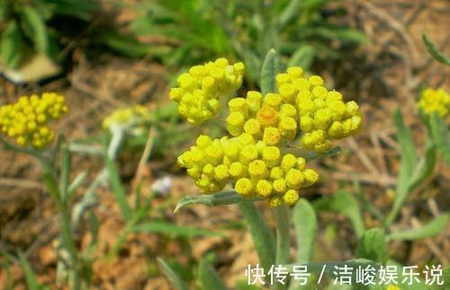 鳢肠|5种野菜,家乡人都喜欢吃,若在路边遇到,别忘了摘来吃,好处多