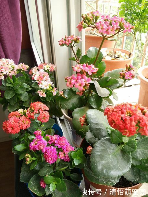 卧室养花要注意,2种花虽漂亮,但不能养,个个不利健康
