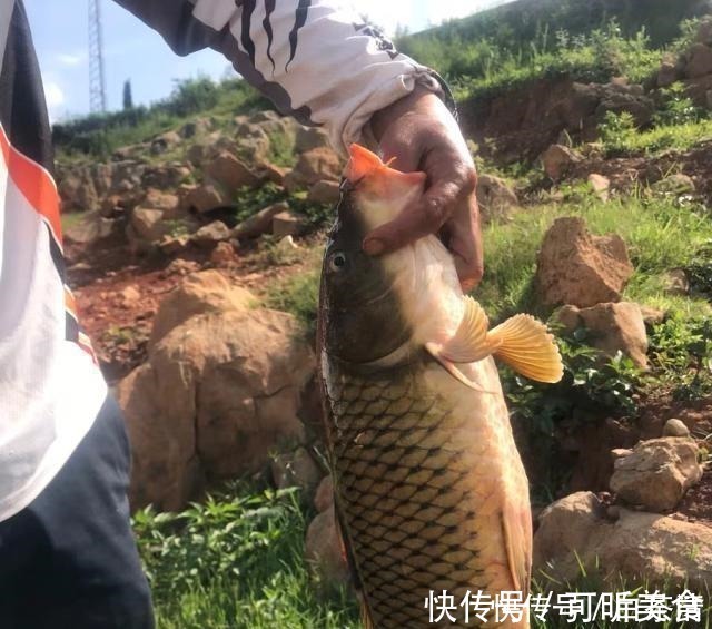 红薯|钓了18年鱼后才明白，红薯经过这样“加工”以后，钓大鲤鱼特有效！