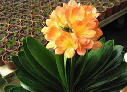 花盆|老婆不小心将“它”扔进花盆里,干瘪的君子兰,开花爆盆了