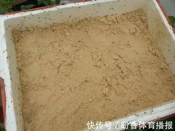 家中的花总是“烂根”养不活？往盆中扔2样东西，花苞挂满枝头！