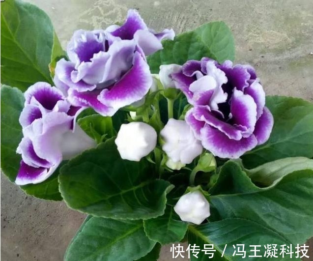 想要“大岩桐”开花不断,掌握“关键4点”就够了,比牡丹还漂亮