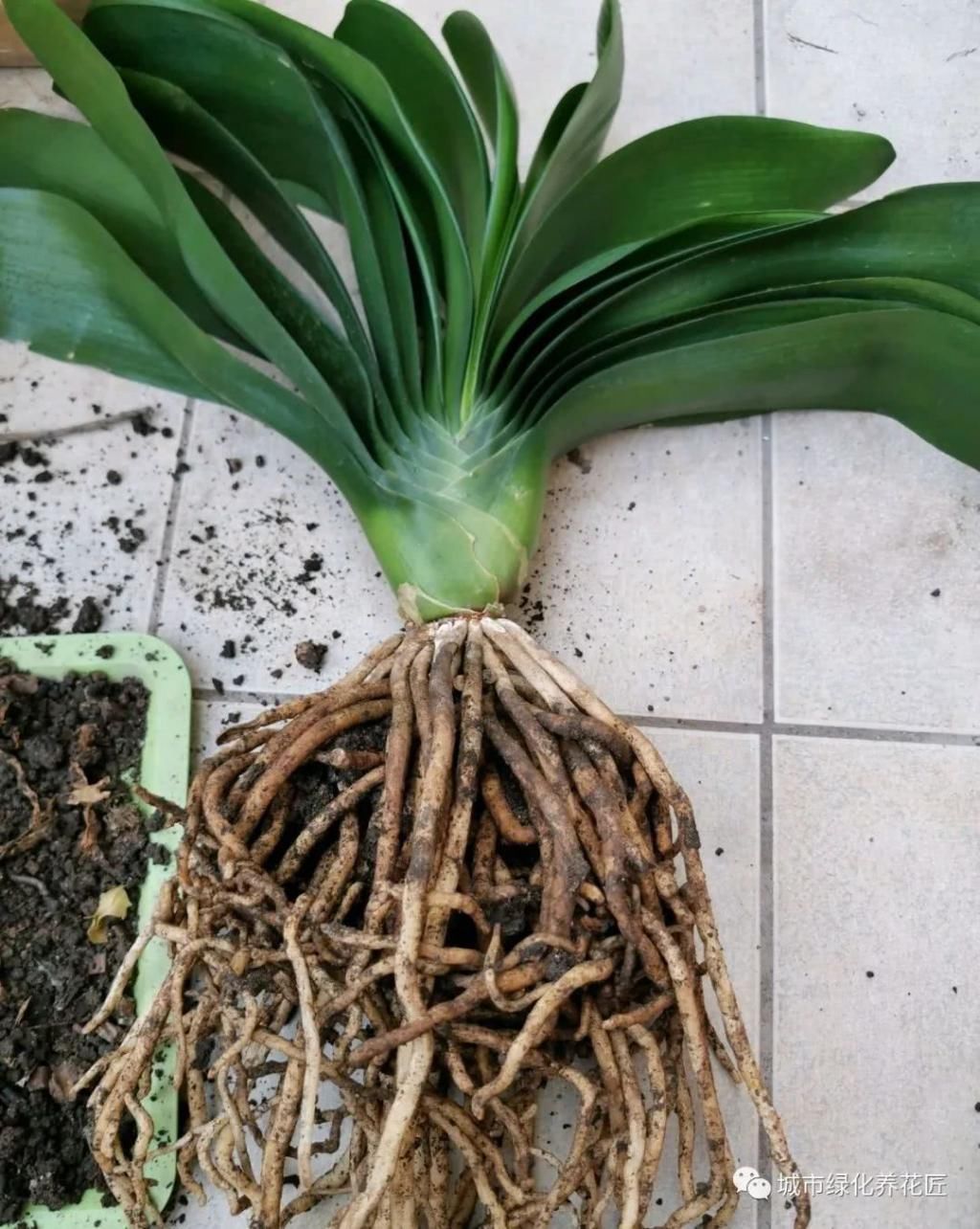 君子兰|君子兰根系旺盛需要平齐断根催花吗做错小心难复壮,先养根壮苗