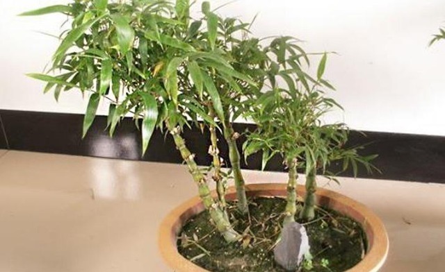 姥爷竹林瞎转悠,发现一“丑东西”,连忙挖回家,养好就是金不换