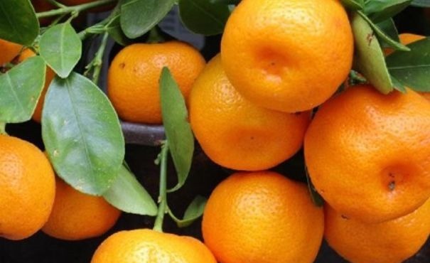 延缓衰老|爱美女性坚持吃3种食物,补充营养、延缓衰老,早吃早受益!