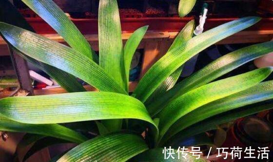 君兰|君子兰是多晒好,还是少晒好很多人弄反了,难怪黄叶不开花