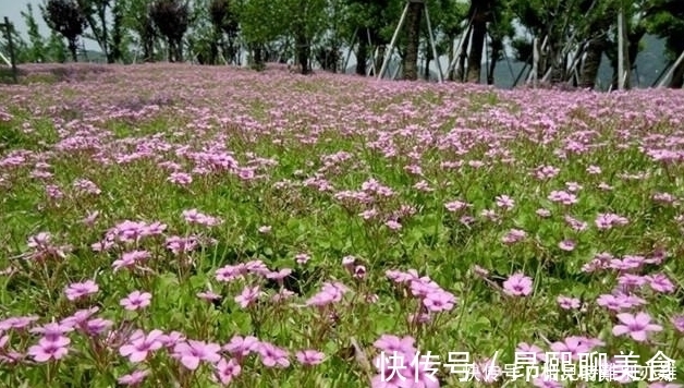 根部|在农村，小时候最喜欢一口吃掉它，据说几乎没有农村娃不认识它