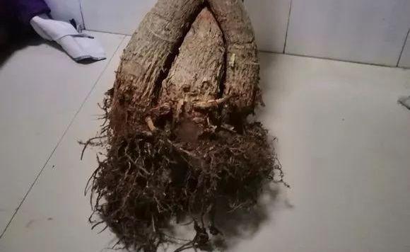 坏事|3种植物最怕“乱浇水”,有时候太勤快反而坏事,管住手,不烂根