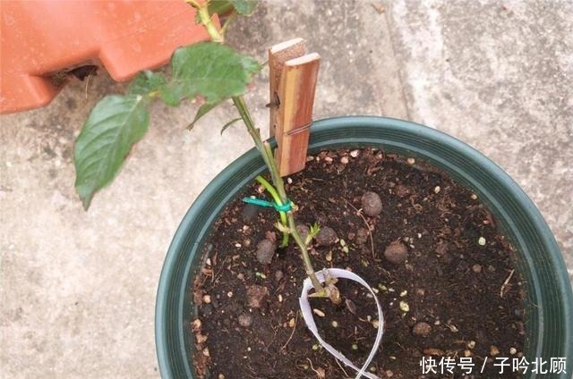 养月季花3个妙招，开花繁密蹿新枝叶，效果好现在时机正好！