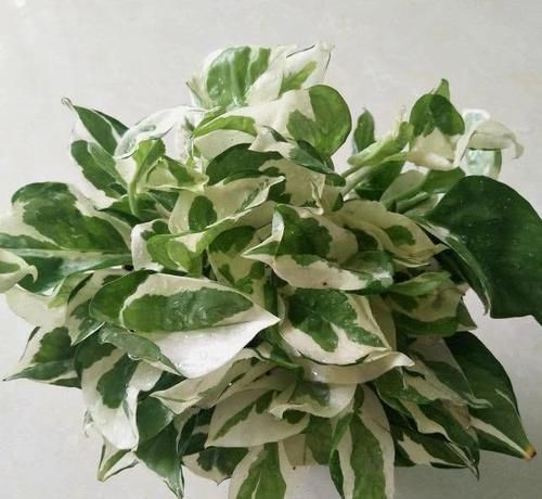 浇水|绿萝养爆盆,学会5个养护知识就够了,别再说你养不好绿萝了