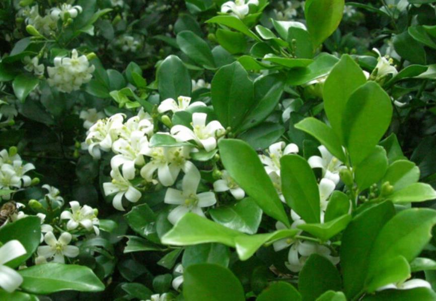 养护|丢了2盆绿萝,种上一棵“香水花”,比茉莉好养,清香小半年