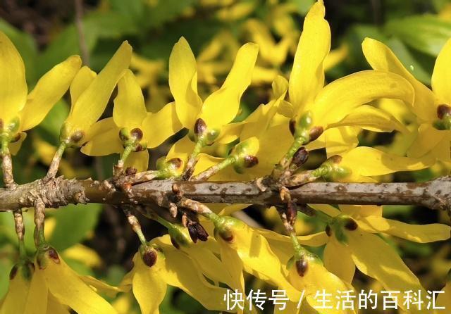 沙漠玫瑰|农历7月27日开始,养花养个耐看的,幽香暗淡,扦插一根枝条就活