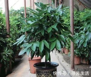 大又深的花盆不讨喜?养上这些花,做好几件事,大气又漂亮!