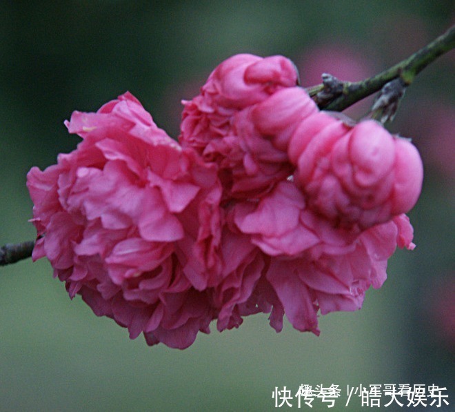 此花是桃花中的极品，树姿优美花姿迷人，具有消除仇恨的意思