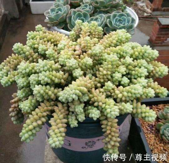 颜色|把玉坠养出老桩不难，养出艳丽颜色就不简单了！