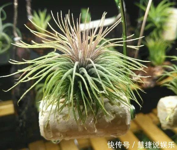 蝴蝶兰不用土不用肥,1块树皮就能活!