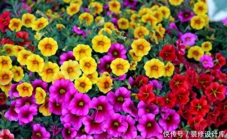 新手|最适合新手养的4种花,沾土就能活,一开就是300多天