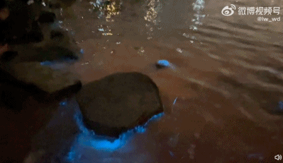 海峡导报|突发！厦门海沧湾公园人人人人人