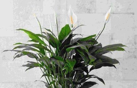 想要成为养花高手,必须戒掉这三个恶习,不然养啥都是徒劳的