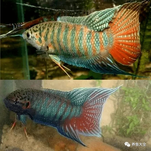 斗鱼把鱼鳍打烂了