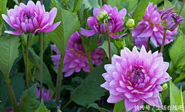 春暖花开,栽植几种球根类花卉,花色艳丽株型美!