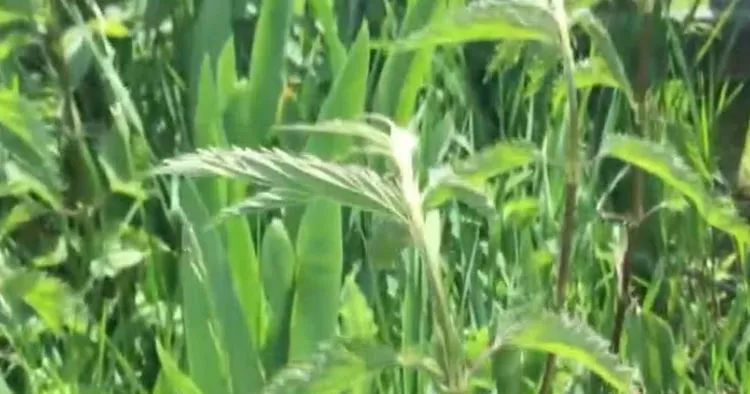 家禽|叶子带齿的这种野草,农民拿去喂家禽,价值极高人称“百草之王”