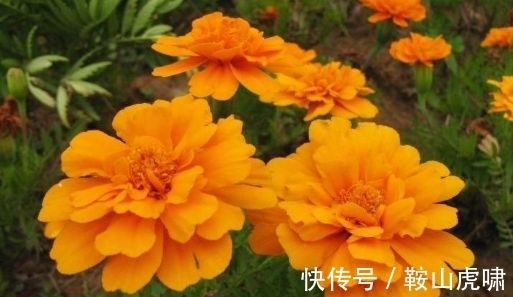 天竺葵|开花最香的4种花，花朵迷人，阵阵花香，花朵大