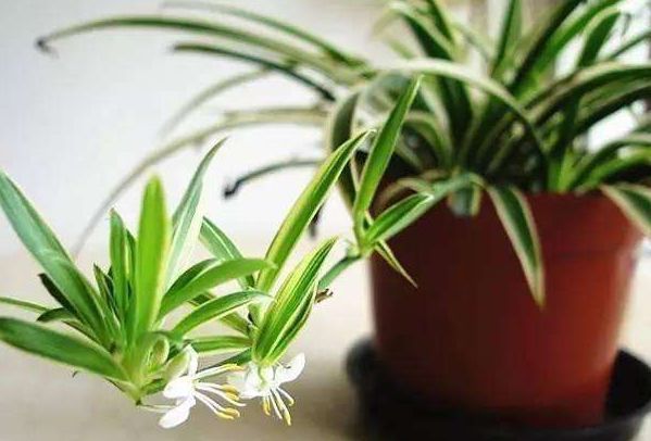 上档次|适合在屋里养的4种花,吉祥又上档次,最重要的是对身体好