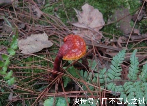 睡眠|92岁老中医称它为“失眠前第一方”,失眠惊醒,每天泡水喝