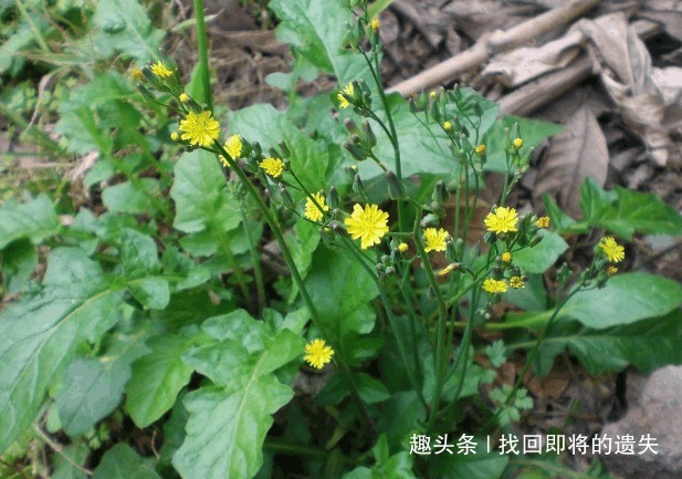 农村|农村常见的一种野菜,味道鲜美,缓解咽喉肿痛,有很高的养生价值