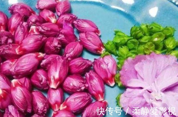 鸡肉花|乡下房屋后常见的鸡肉花，被称为妇女之友，女人常吃有好处