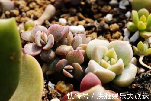 多肉植物|碰到这几种情况，多肉别浇水了！多浇一点就死翘翘
