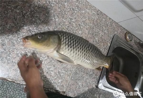 钓饵|面对黑坑滑口鱼，不妨巧用“空钩粘钓”，出其不意专攻大鱼