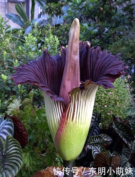 6种有臭味的花卉,颜值虽高味道难闻,建议不养!