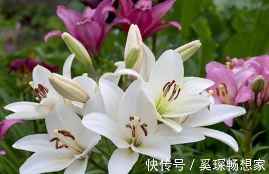 睡眠质量|卧室养花不了解这些,随意盆栽可能会引发失眠、没精神、一身病