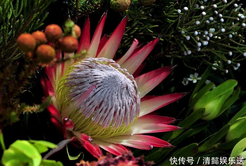 吉祥|此花是世界上最名贵的切花之一,被誉为花中之王,寓意着富贵吉祥