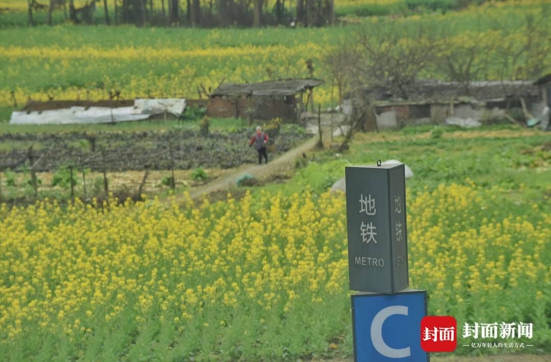 赏花|成都郊外油菜花已悄然绽放周末搭上开往春天的地铁去赏花踏青