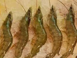 海鲜|渔民整理的海鲜大全,以后再也不怕不认识海鲜了