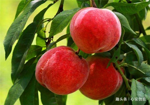 失眠|10月来了，3种食物价值高，腿不疼，腰疼，告别失眠，利于健康