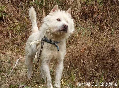 农村里的中华田园犬 为何突然一天就不见了 快资讯 农村里的中华田园犬 为何突然一天就不见了 快资讯