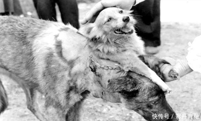 世界首例活人“换头”手术,志愿者是俄罗斯程序员,结果如何?