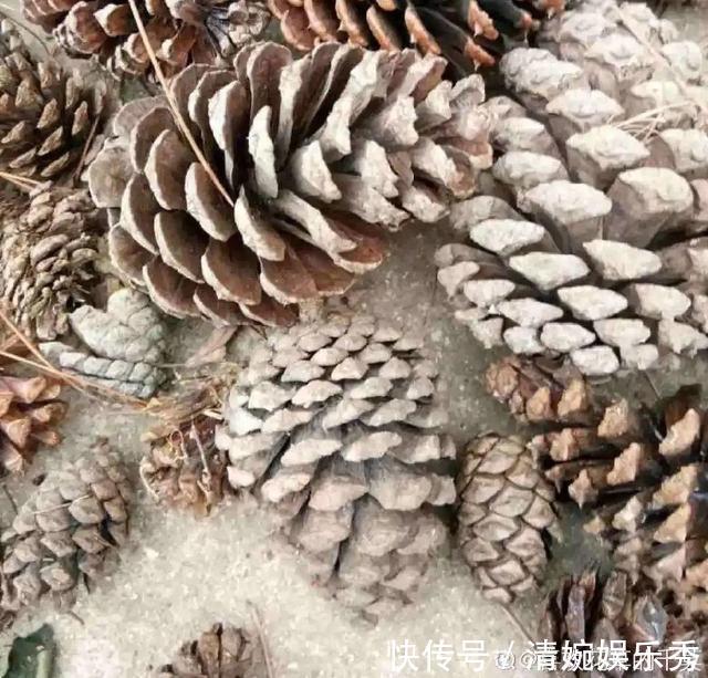 10种“垃圾”不要丢,拿来养花效果好,还能省下一笔钱