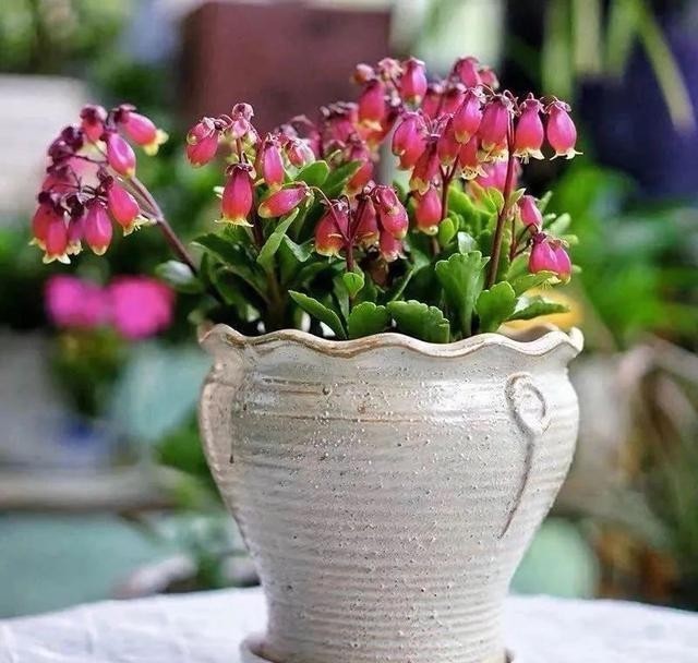 做好|12月养宫灯长寿花,做好这几点,枝头挂满红灯笼,漂亮又喜庆!