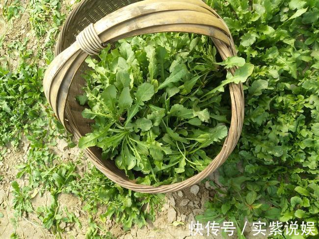 三人行必有我师焉|天天喊着吃野菜，牢记“3吃，5不吃”！为了家人健康，别再吃错